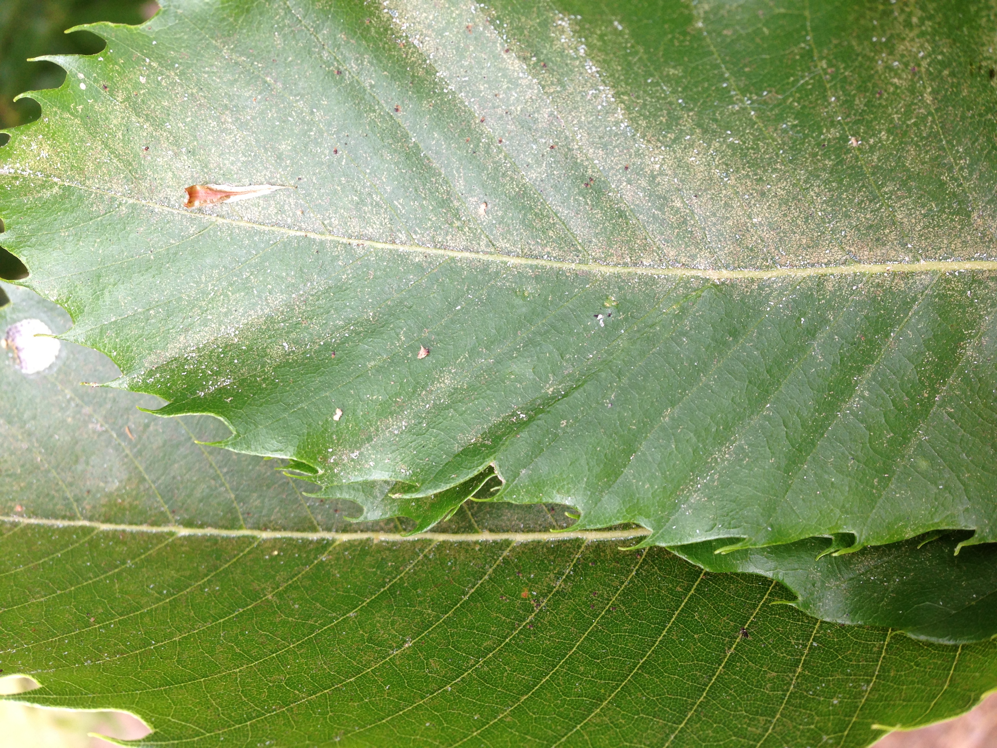 Bronzing and dusty leaf surface caused by European red mite activity. 